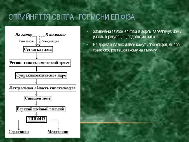 Зазначена зв'язок епіфіза із зором забезпечує йому участь в регуляції