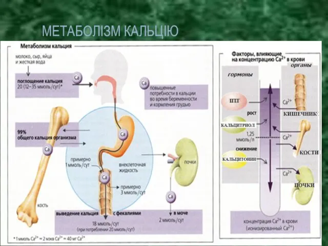МЕТАБОЛІЗМ КАЛЬЦІЮ