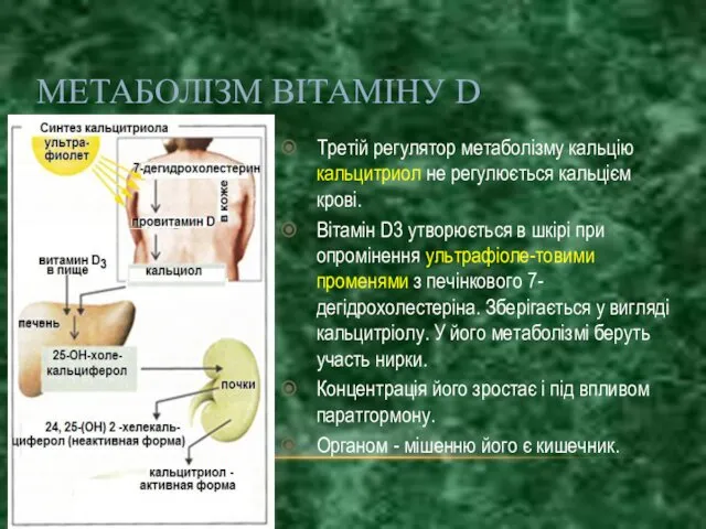 Третій регулятор метаболізму кальцію кальцитриол не регулюється кальцієм крові. Вітамін