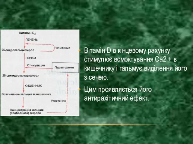 Вітамін D в кінцевому рахунку стимулює всмоктування Са2 + в