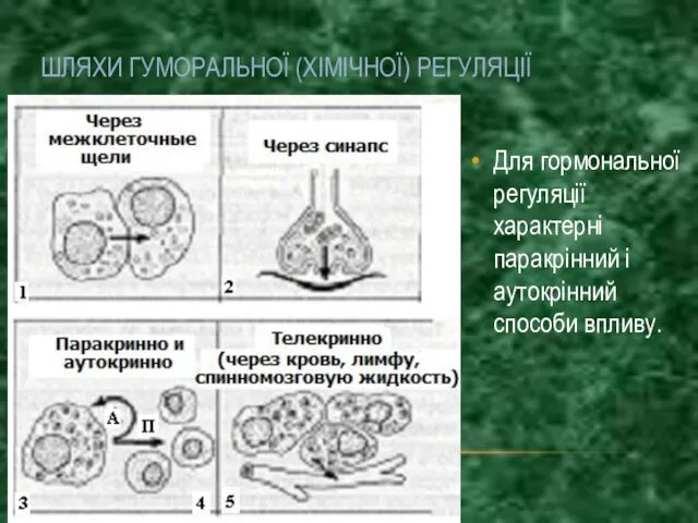 ШЛЯХИ ГУМОРАЛЬНОЇ (ХІМІЧНОЇ) РЕГУЛЯЦІЇ Для гормональної регуляції характерні паракрінний і аутокрінний способи впливу.