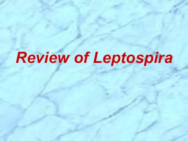 Review of Leptospira