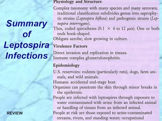 Summary of Leptospira Infections REVIEW