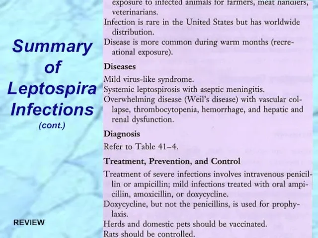 Summary of Leptospira Infections (cont.) REVIEW