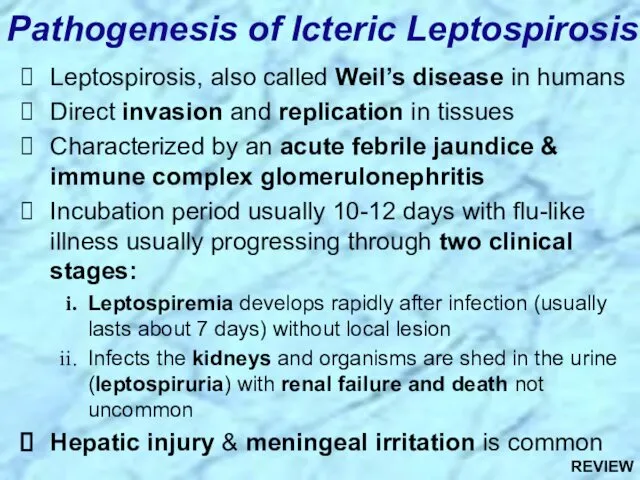 Leptospirosis, also called Weil’s disease in humans Direct invasion and