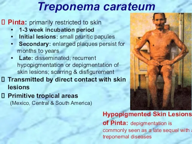 Treponema carateum Pinta: primarily restricted to skin 1-3 week incubation