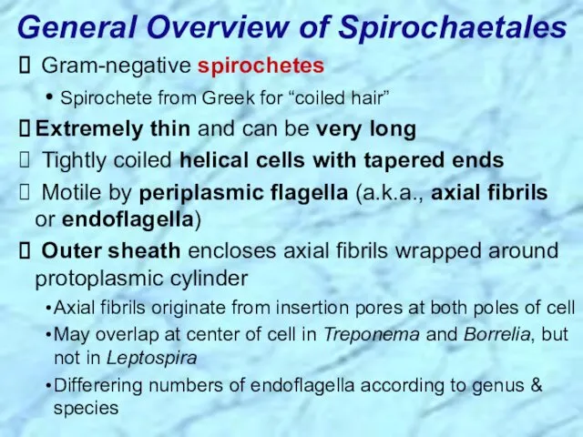 General Overview of Spirochaetales Gram-negative spirochetes Spirochete from Greek for
