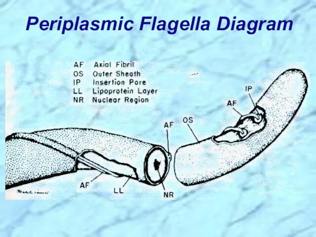 Periplasmic Flagella Diagram