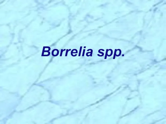Borrelia spp.