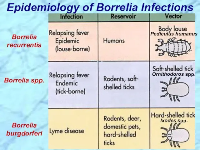 Epidemiology of Borrelia Infections Borrelia recurrentis Borrelia spp. Borrelia burgdorferi Ixodes spp. Ornithodoros spp. Pediculus humanus