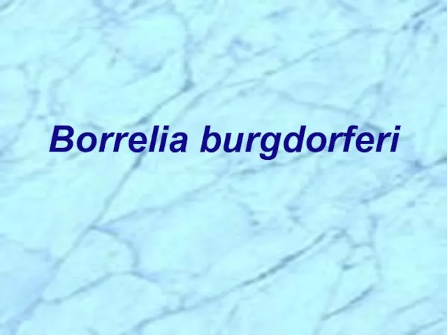 Borrelia burgdorferi