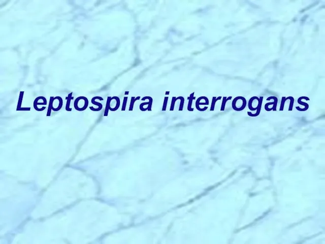 Leptospira interrogans