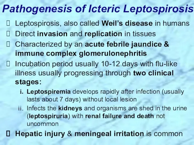 Leptospirosis, also called Weil’s disease in humans Direct invasion and