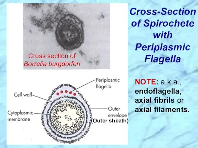 Cross-Section of Spirochete with Periplasmic Flagella NOTE: a.k.a., endoflagella, axial