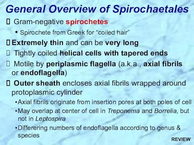 General Overview of Spirochaetales Gram-negative spirochetes Spirochete from Greek for