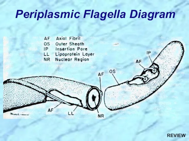 Periplasmic Flagella Diagram REVIEW