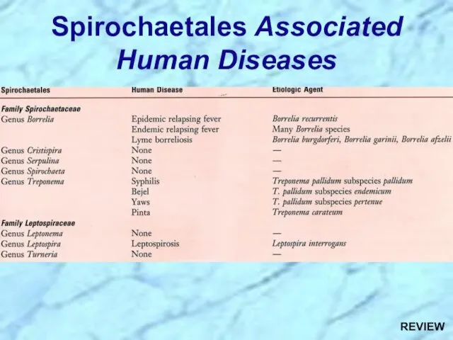 Spirochaetales Associated Human Diseases REVIEW