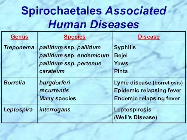 Spirochaetales Associated Human Diseases