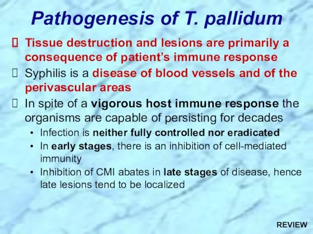 Pathogenesis of T. pallidum Tissue destruction and lesions are primarily