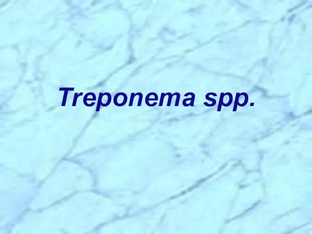 Treponema spp.