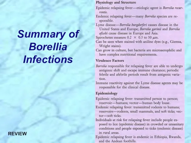 Summary of Borellia Infections REVIEW