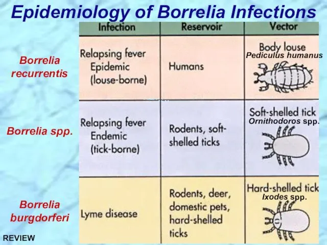 Epidemiology of Borrelia Infections Borrelia recurrentis Borrelia spp. Borrelia burgdorferi