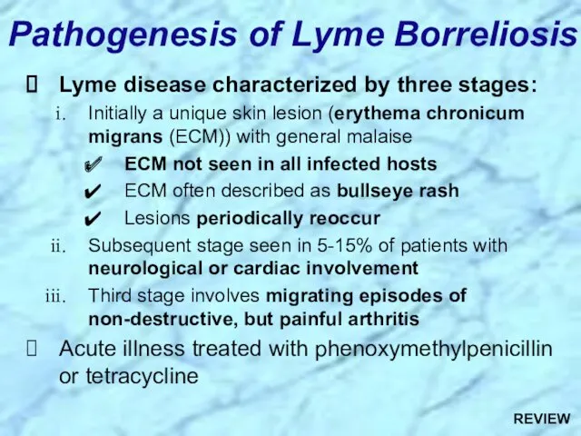 Pathogenesis of Lyme Borreliosis Lyme disease characterized by three stages: