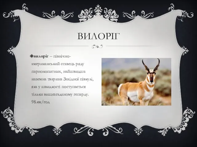 вилоріг – північно-американський ссавець ряду парнокопитних, найшвидша наземна тварина Західної