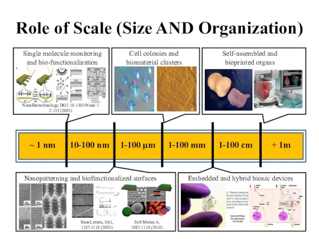 Role of Scale (Size AND Organization) Nanopatterning and biofunctionalized surfaces