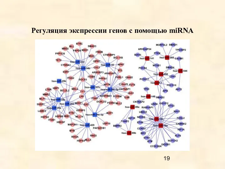 Регуляция экспрессии генов с помощью miRNA