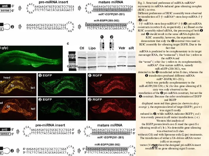 Fig. 3. Structural preference of miRNA–miRNA* asymmetry in miRNA-induced gene