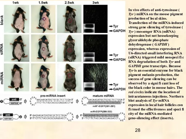 In vivo effects of anti-tyrosinase ( Tyr ) miRNA on