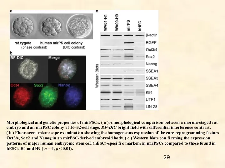 Morphological and genetic properties of mirPSCs. ( a ) A