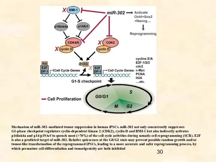 Mechanism of miR-302–mediated tumor suppression in human iPSCs. miR-302 not