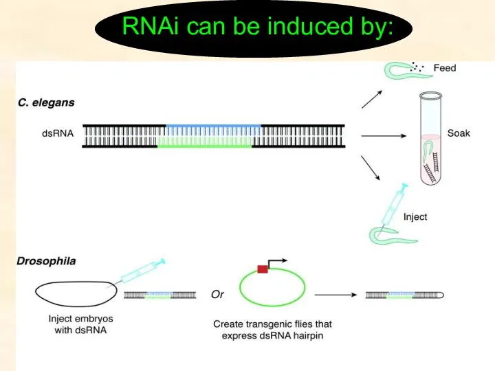 RNAi can be induced by: