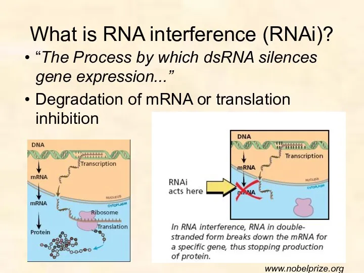 What is RNA interference (RNAi)? “The Process by which dsRNA