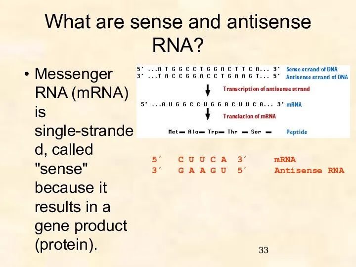 What are sense and antisense RNA? Messenger RNA (mRNA) is