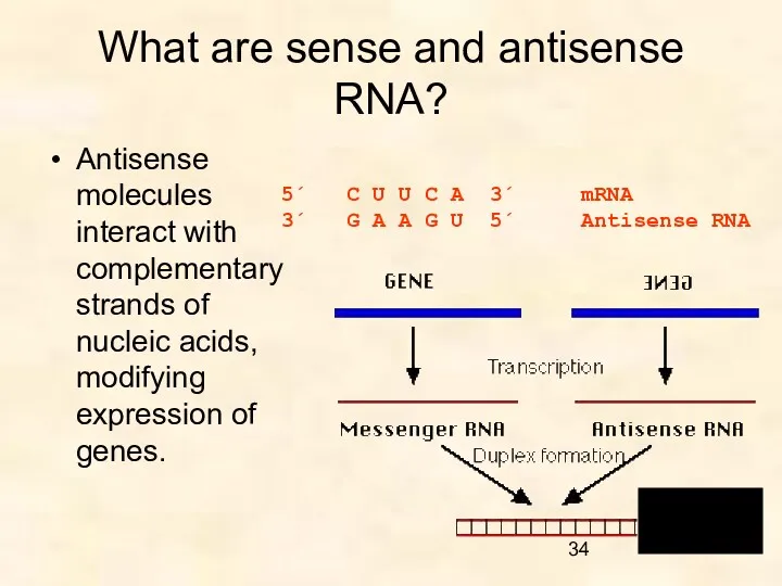 What are sense and antisense RNA? Antisense molecules interact with