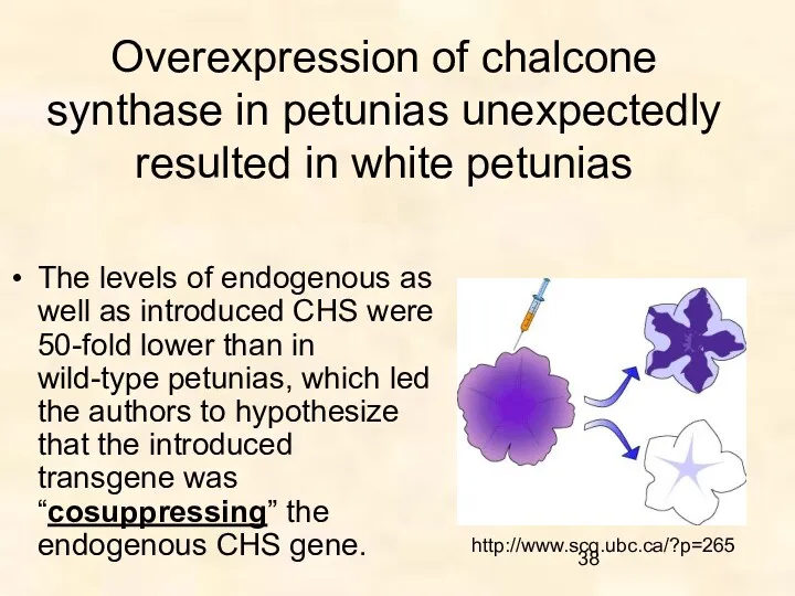 Overexpression of chalcone synthase in petunias unexpectedly resulted in white