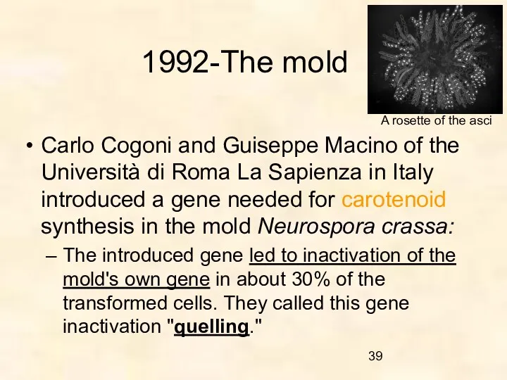 1992-The mold Carlo Cogoni and Guiseppe Macino of the Università