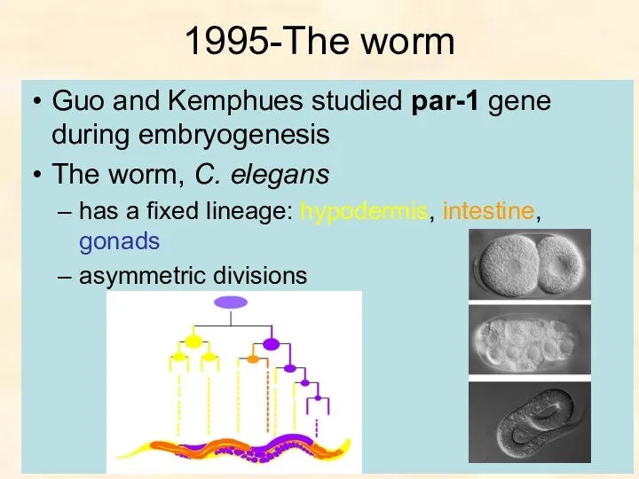 1995-The worm Guo and Kemphues studied par-1 gene during embryogenesis