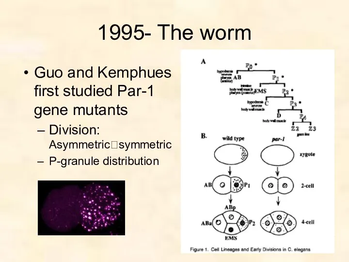 1995- The worm Guo and Kemphues first studied Par-1 gene mutants Division: Asymmetric?symmetric P-granule distribution