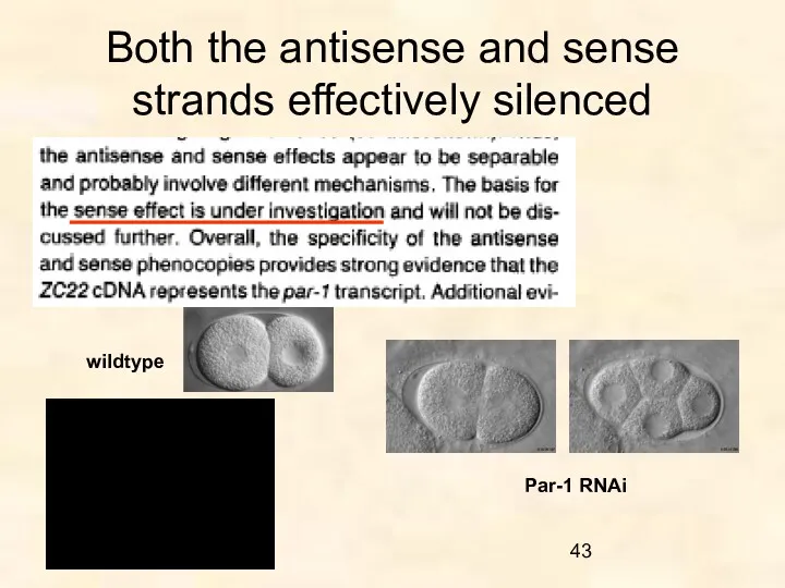 Both the antisense and sense strands effectively silenced wildtype Par-1 RNAi