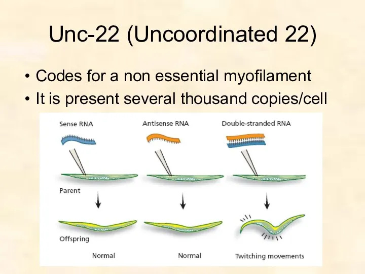 Unc-22 (Uncoordinated 22) Codes for a non essential myofilament It is present several thousand copies/cell