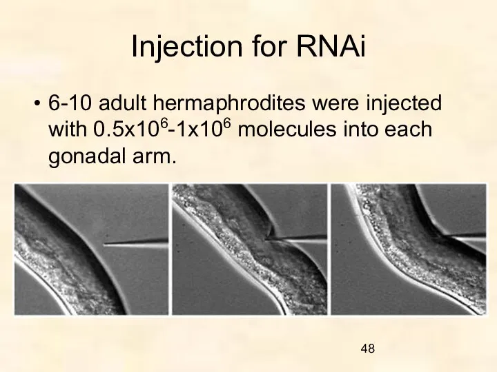 Injection for RNAi 6-10 adult hermaphrodites were injected with 0.5x106-1x106 molecules into each gonadal arm.