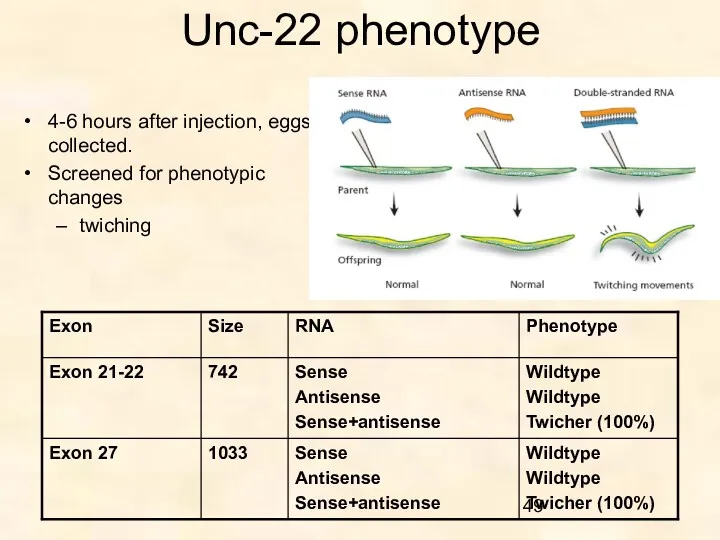 Unc-22 phenotype 4-6 hours after injection, eggs collected. Screened for phenotypic changes twiching