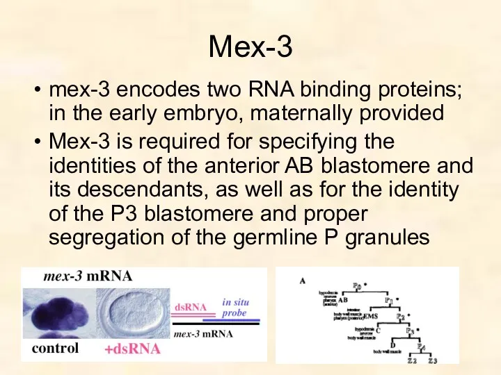 Mex-3 mex-3 encodes two RNA binding proteins; in the early