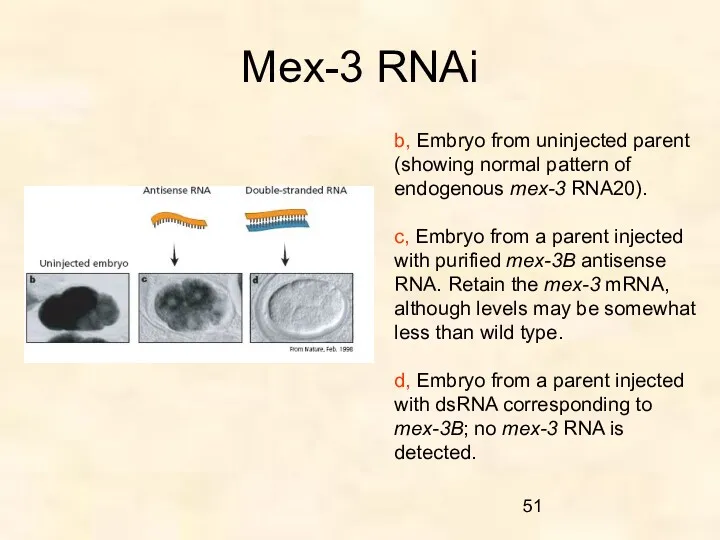 Mex-3 RNAi b, Embryo from uninjected parent (showing normal pattern