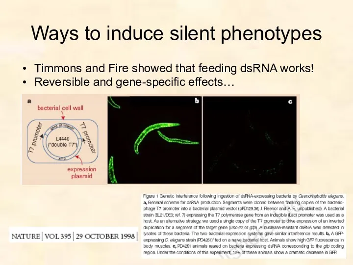 Ways to induce silent phenotypes Timmons and Fire showed that