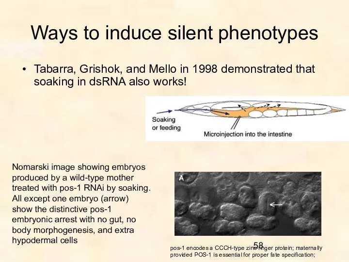 Ways to induce silent phenotypes Tabarra, Grishok, and Mello in